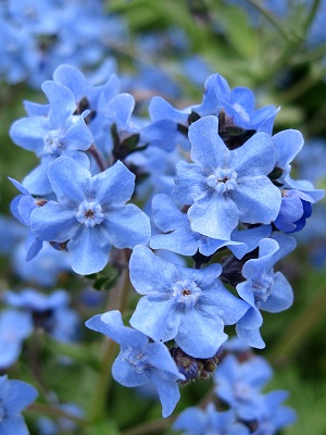 CYNOGLOSSUM amabile Chinese Forget Me Not